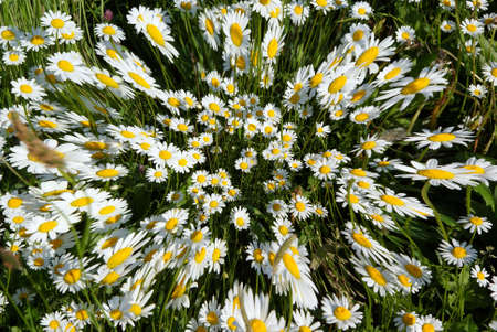 white flowers daisy's growing on green meadowの写真素材