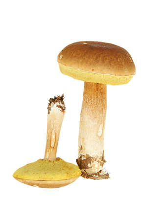 big and little mushroom on white background