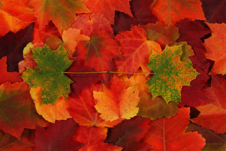 coloured fresh leaf of autumn as background