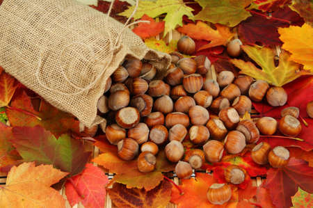 hazelnuts spilled  with sack on background leafの写真素材