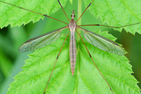 big mosquito sit on green  raspberry bush