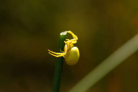 little yellow spider on grass in forestの写真素材