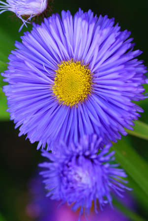 Purple aster in the garden as background