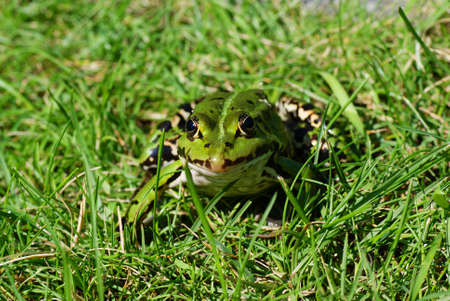 big green frog sitting on grassの写真素材