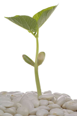 green young plant grew with bean grain  の写真素材