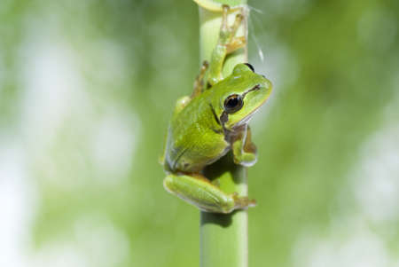 green frog sitting on reed in forestの写真素材