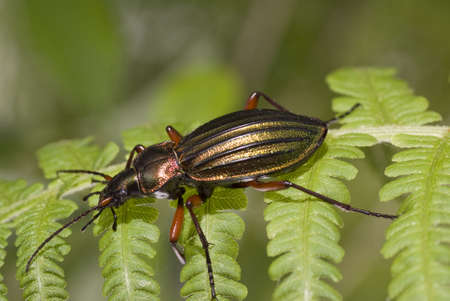 colorful large  beetle on green leaf fernの写真素材