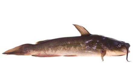small lively catfish lies on white backgroundの写真素材