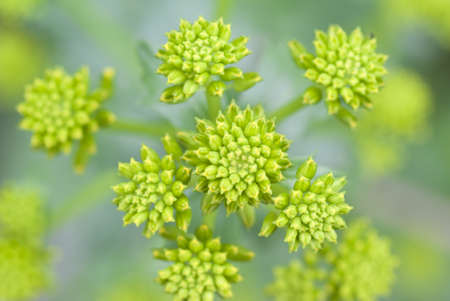  bouquet of spring yellow flowers' as background 