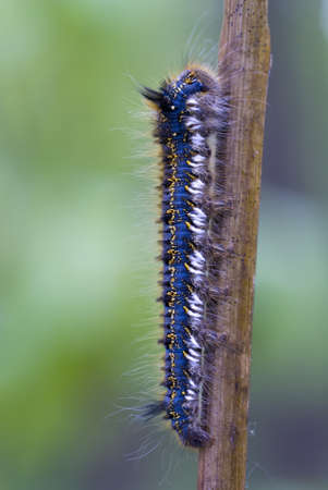 big blue caterpillar siting on stick in greenery の写真素材