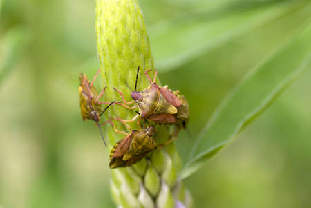 three bedbugs sit on flowers lupine の写真素材