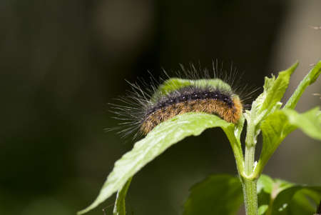orange shaggy caterpillar siting on leafの写真素材