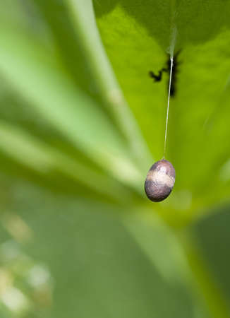cocoon in shape of egg hangs on leaf