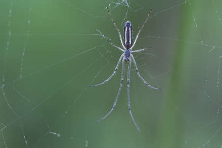 little spider on cobweb on green background