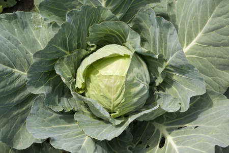 big white head cabbage grow on field