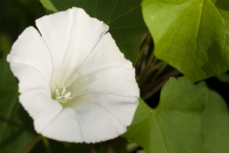 white developed bindweed on background green leaf
