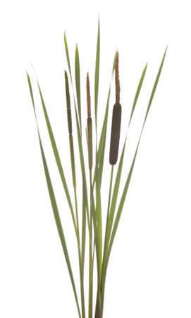 brown and green cattails stands on white backgroundの写真素材