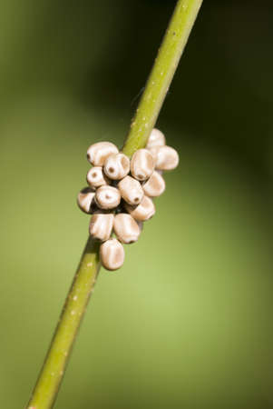 brown little animal eggs on green stemの写真素材
