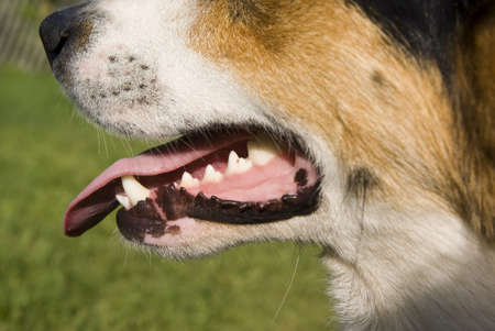 muzzle and dentition of large dog's young 