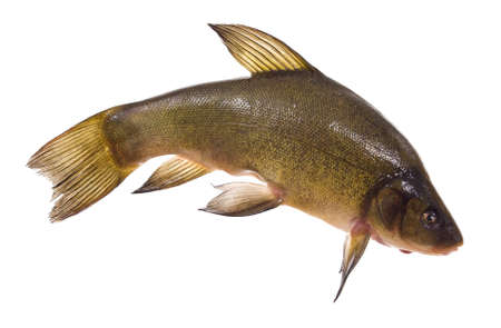 small lively tench lies on white backgroundの写真素材