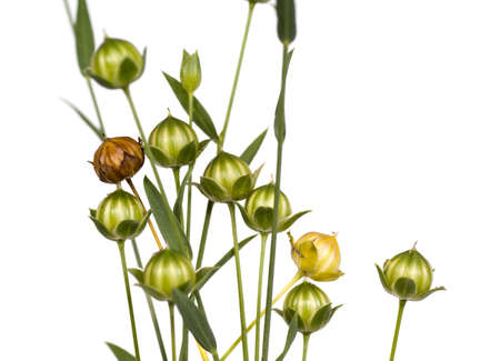 dry and fresh flax on white backgroundの写真素材