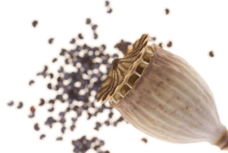 dry poppy seed and empty head poppy seedの写真素材