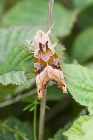 large brown moth sleeps on stem leafの写真素材