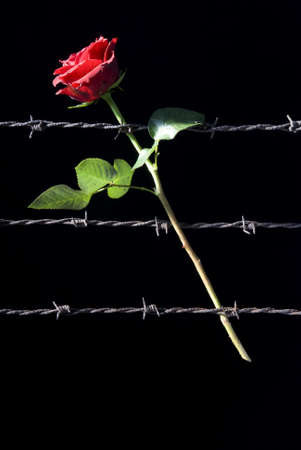 red rose and three rusty barbed wireの写真素材