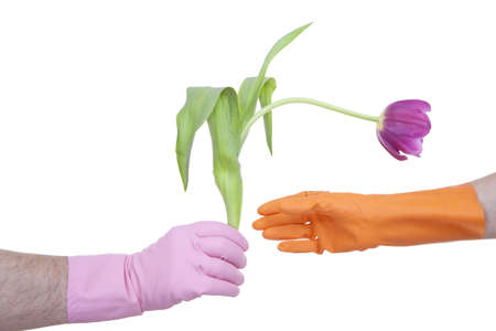 men giving tulip women on white backgroundの写真素材