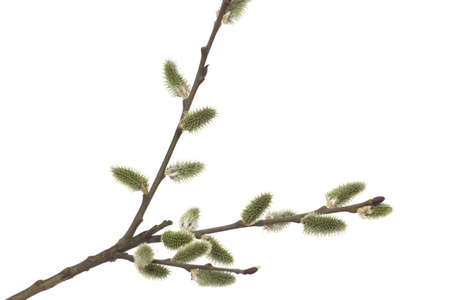 Willow branch with bloom bud on white background