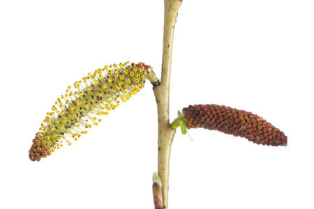 Pussy -willow in bloom on white backgroundの写真素材