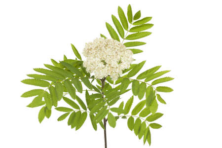 rowan twig with developed  flower on white backgroundの写真素材