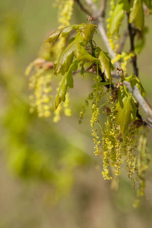 oak tree with young leaf and catkinの写真素材