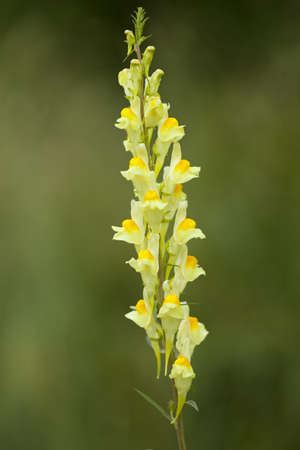 single flower Linaria vulgaris on green background