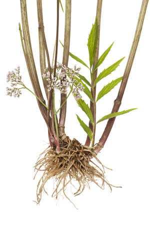 root,leaf and flower valerian on white backgroundの写真素材