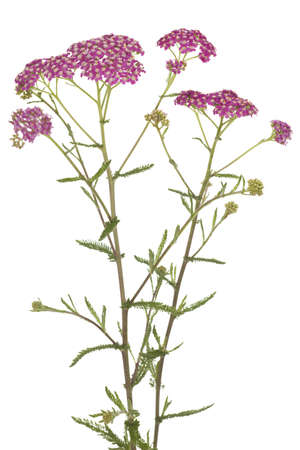 pink inflorescence herb(Achillea millefolium)on white backgroundの写真素材