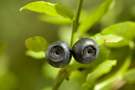 two big blueberry on bush in forest