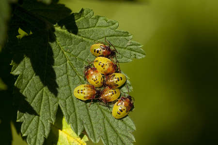 larva bedbug(Elasmucha ferrugata)on currant bush