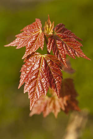  leafs of maple(Acer saccharinum)as backgroundの写真素材