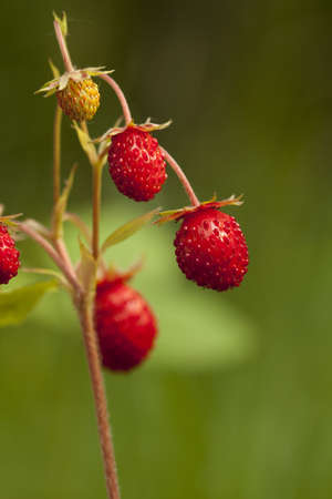red and unripe wild strawberry on bushの写真素材