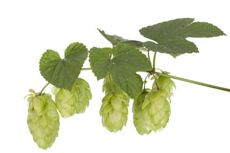 fresh hop's cones with green leaf on stem