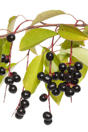 fruits bird cherry and leaf on branch