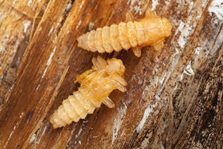 two young beetle(Rhagium mordax) lie on bark の写真素材