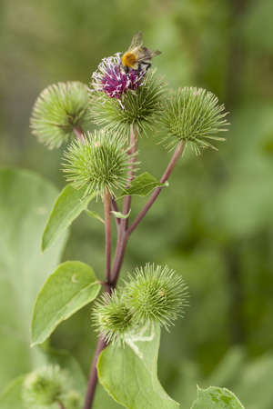 macro of  thorny flower. (Arctium lappa) on green background 