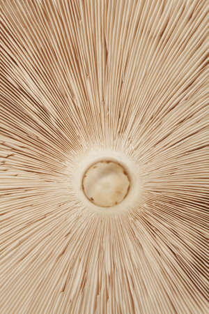 mushroom Macrolepiota seen from underneath  as backgroundの写真素材