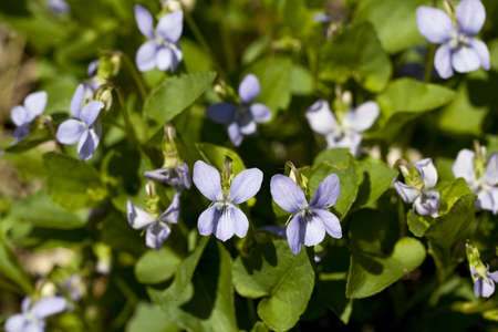 purple small flowers ( Viola odorata) on meadowの写真素材