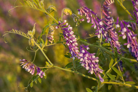 Purple flower vetch (Vicia cracca) on meadow