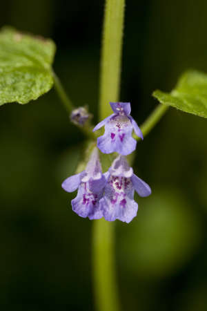ivy  (Glechoma hederacea)purple flower on greenの写真素材