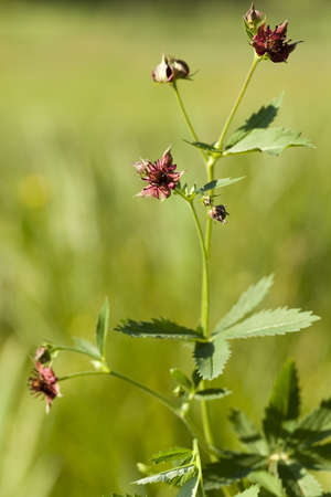 purple flower (Comarum palustre) on boggy terrainの写真素材
