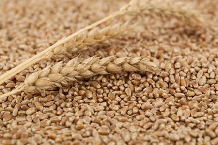 dry and raw wheat as backgroundの写真素材